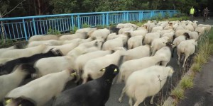Transhumance : en Ile-de-France, les brebis soignent les champs et forêts
