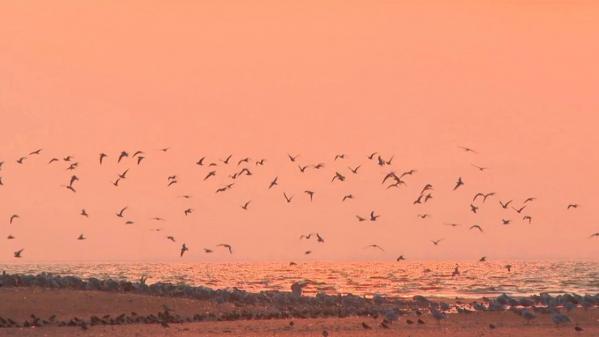 Vendée : le bal des oiseaux migrateurs