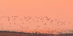 Vendée : le bal des oiseaux migrateurs