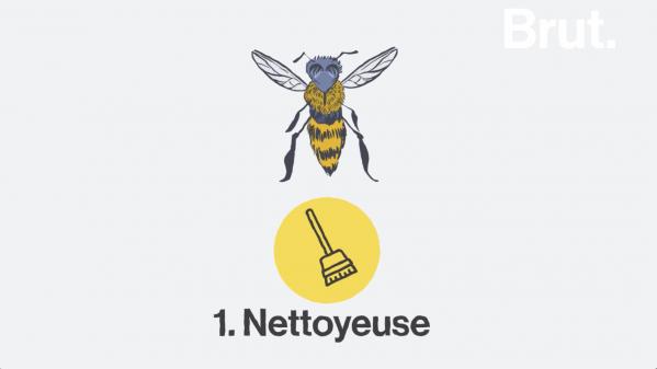 VIDEO. Connaissez-vous les 8 métiers de l'abeille ?