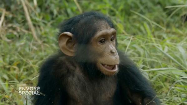 VIDEO. Quand Naseka, un jeune chimpanzé orphelin rescapé des braconniers, découvre la liberté