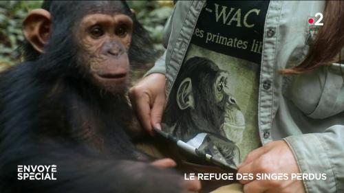 VIDEO. Le refuge des singes perdus