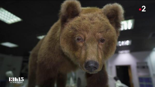 VIDEO. Pourquoi des taxidermistes du muséum de Toulouse ont redonné son aspect d’origine à l’ourse Cannelle tuée en 2004