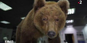 VIDEO. Pourquoi des taxidermistes du muséum de Toulouse ont redonné son aspect d’origine à l’ourse Cannelle tuée en 2004