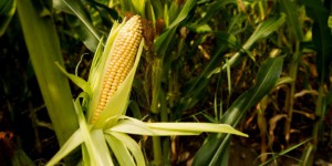 Feu vert à la culture d'un nouveau maïs OGM en Europe
