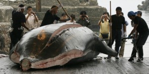 Le Japon sommé d'arrêter la chasse à la baleine dans l'Antarctique