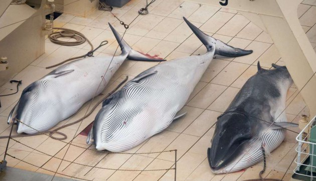 Chasse à la baleine : 'Ici au Japon, personne n'en mange'