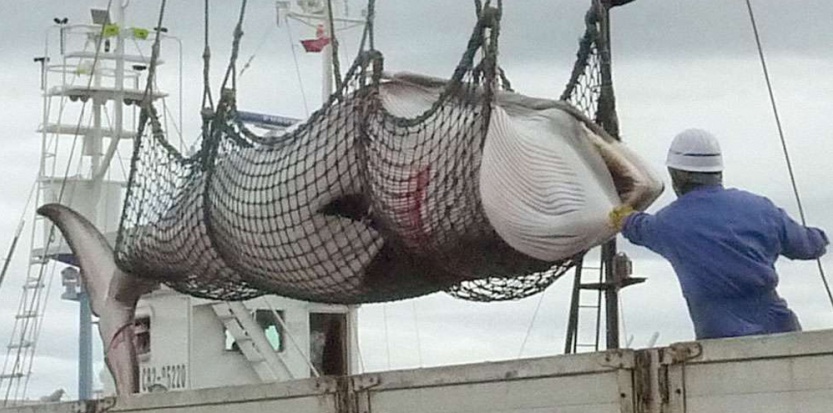 Pourquoi le Japon chasse-t-il la baleine ?