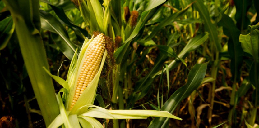 L'Assemblée nationale interdit la culture de maïs OGM