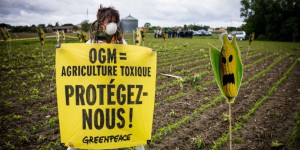 OGM : les Etats membres de l'UE pourront dire non