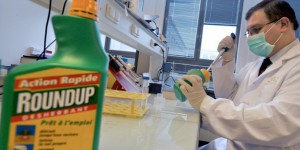 OGM : Séralini republie son étude contestée pour relancer le débat