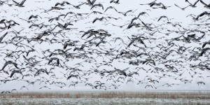 En 30 ans, l'Europe a perdu 421 millions d'oiseaux