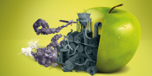 Ne mangez pas de pommes aux pesticides. On a maintenant le droit de le dire