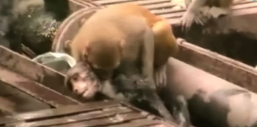 Un singe a-t-il voulu réanimer son congénère électrocuté ?