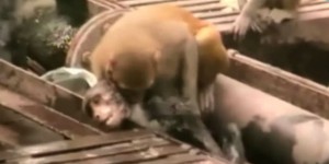 Un singe a-t-il voulu réanimer son congénère électrocuté ?