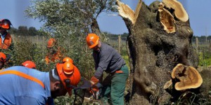 Bactérie tueuse d'oliviers : 'La seule solution ? Couper les arbres'