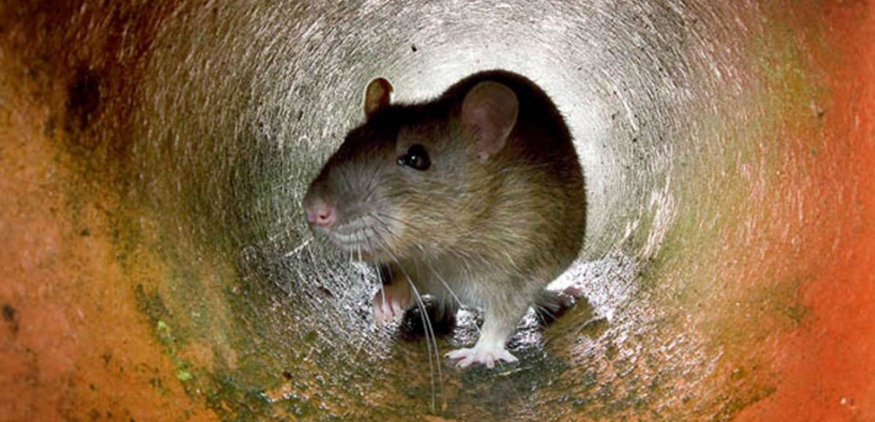 Faut-il craindre que les rats envahissent nos WC ?