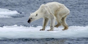 'Cet ours polaire résume ce qui se passe en Arctique'
