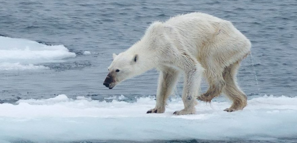 Les ours polaires sont-ils condamnés ?