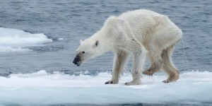 Les ours polaires sont-ils condamnés ?