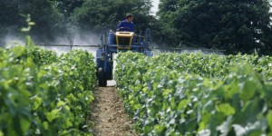 Enfants intoxiqués aux pesticides : une affaire étouffée ?