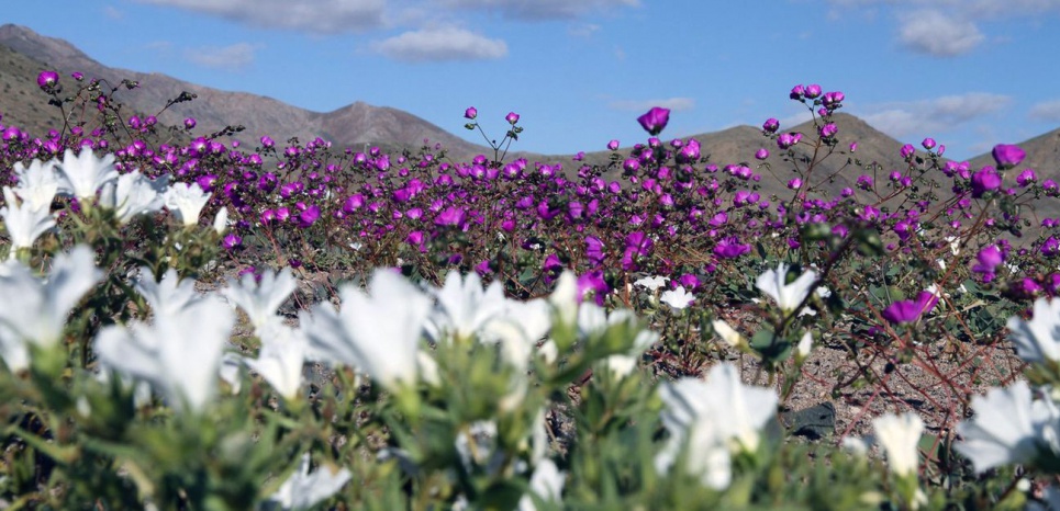 PHOTOS. Spectacle magique : le désert d'Atacama est en fleurs