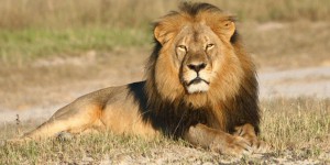 Zimbabwe : une réserve naturelle se plaint d’avoir trop de lions