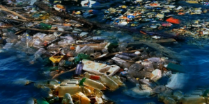 Une bactérie mangeuse de plastique, solution pour dépolluer les océans ?