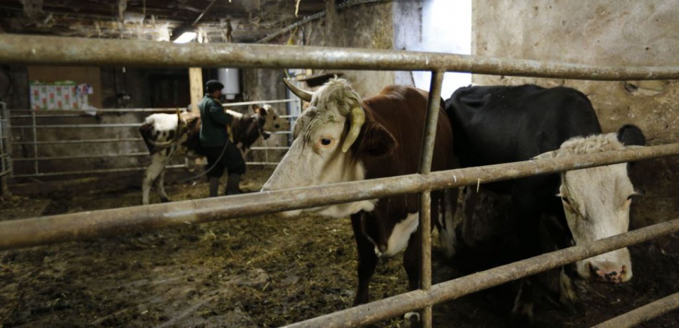 Cas de 'vache folle' dans les Ardennes : '4 hypothèses pour l'expliquer'
