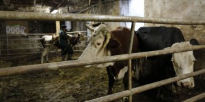 Cas de 'vache folle' dans les Ardennes : '4 hypothèses pour l'expliquer'