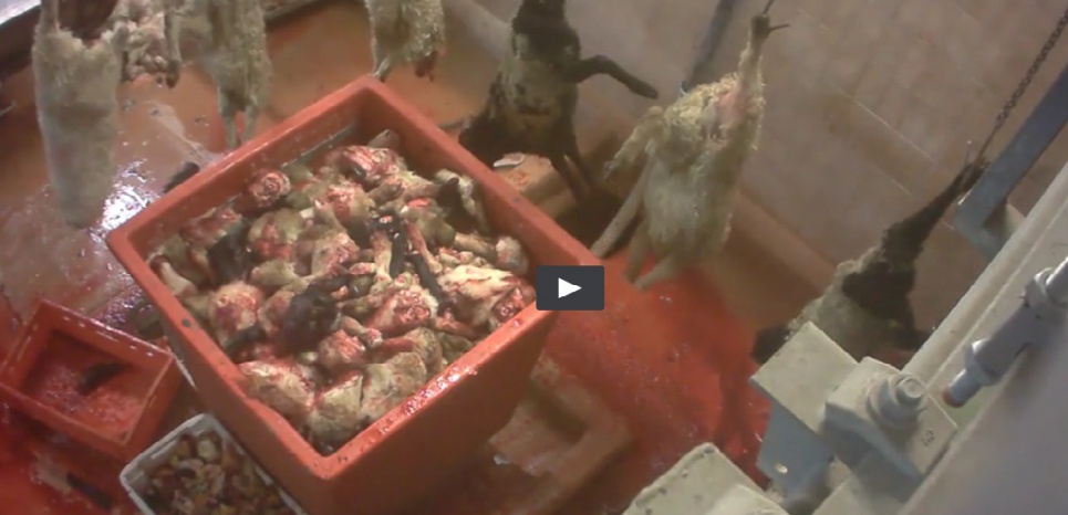 Une nouvelle vidéo choc dénonce des sévices dans un abattoir