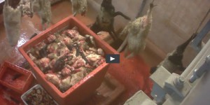 Une nouvelle vidéo choc dénonce des sévices dans un abattoir