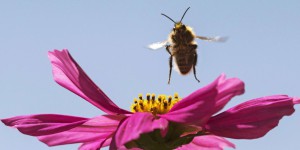 Les insecticides tueurs d'abeilles interdits dès 2018... avec dérogations
