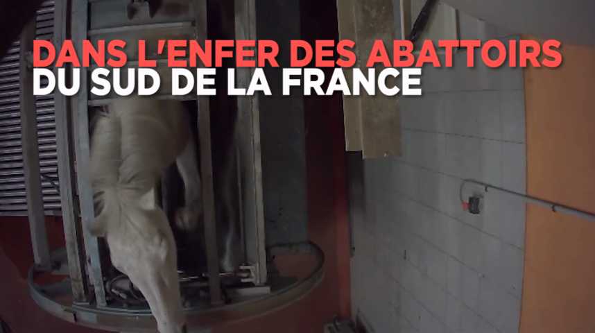 Maltraitance animale : nouvelle vidéo choquante dans deux abattoirs français