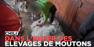 Moutons mutilés, dépecés vivants... Dans l'enfer de l'industrie de la laine