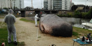Non, une baleine ne bouche pas la Vilaine 