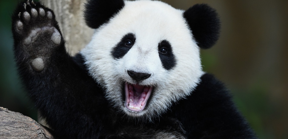 Comment le panda géant a (presque) sauvé sa peau