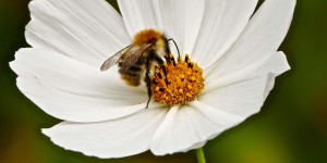 Les abeilles remplacées par des drones ? Harvard y travaille