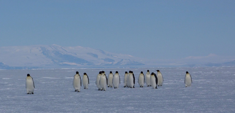 Antarctique : un sanctuaire pour les manchots et les calamars géants