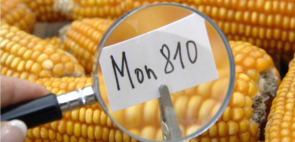 'Tribunal Monsanto' : des citoyens confrontent le géant au droit international