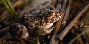 Pourquoi manger des cuisses de grenouilles nuit à la biodiversité