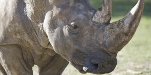 Un rhinocéros abattu par des braconniers au zoo de Thoiry : ce que l'on sait