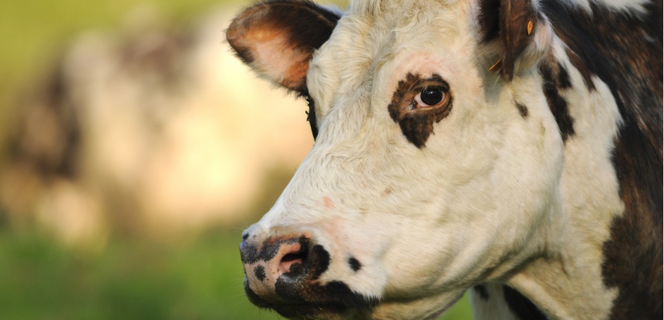 'Le bio m'a sauvé' : en Normandie, les laitiers sautent le pas
