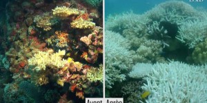 VIDEO. Le blanchiment de la Grande barrière de corail est plus grave que prévu