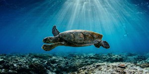 VIDEO. Mayotte : des tortues massacrées et des militants de Sea Shepherd agressés