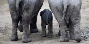 La honte : l'administration Trump réautorise l'importation de trophées d'éléphants