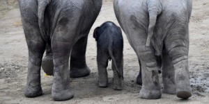 Trophées d'éléphants : les défenseurs des animaux font reculer Trump