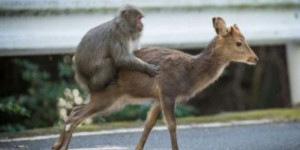 Entre les femelles macaques et les cerfs, des pratiques sexuelles régulières