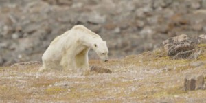 Un ours polaire à l'agonie devient le symbole du changement climatique