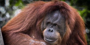 Bornéo : la déforestation et la chasse ont tué la moitié des orangs-outans